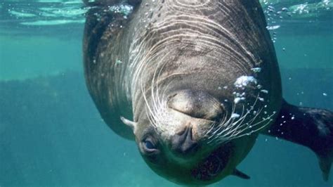 Casa Nova Para ‘uma Foca Na Cesta Foca Foca Na Sexta Focas