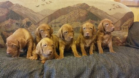 You should also have a back up plan of someone that will take care of the pup if for whatever emergency arises and you can't care. Vizsla Puppies For Sale | Fremont, MI #262780 | Petzlover