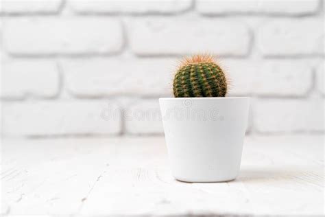 Round Cactus In White Pot On White Wooden Table Stock Image Image Of
