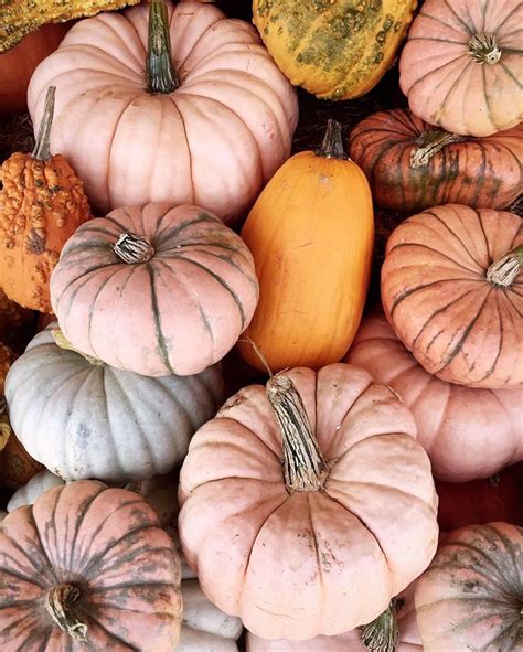 Pin By Usa Today On Fall With Images Pink Pumpkins Emily Jeffords