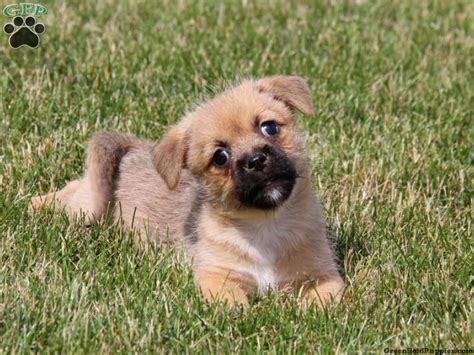 Japanese Chin Pomeranian Mix