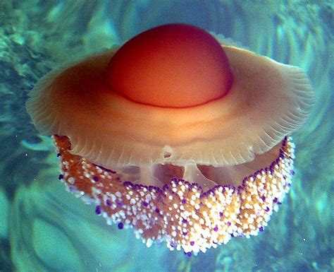 About press copyright contact us creators advertise developers terms privacy policy & safety how youtube works test new features press copyright contact us creators. Fried Egg Jellyfish Are Kind of Adorable - & That's No Yolk.