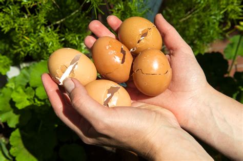 Strontium and fluorine) which may have a positive effect on bone metabolism. 6 Brilliant Uses For Eggshells In Your Garden