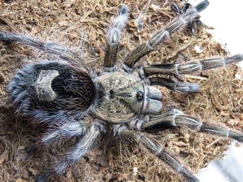 Theraphosidae) are recognized the cladistic analysis showed euathlus as monophyletic supported by the following synapomorphies: Euathlus parvulus | Arachnoboards