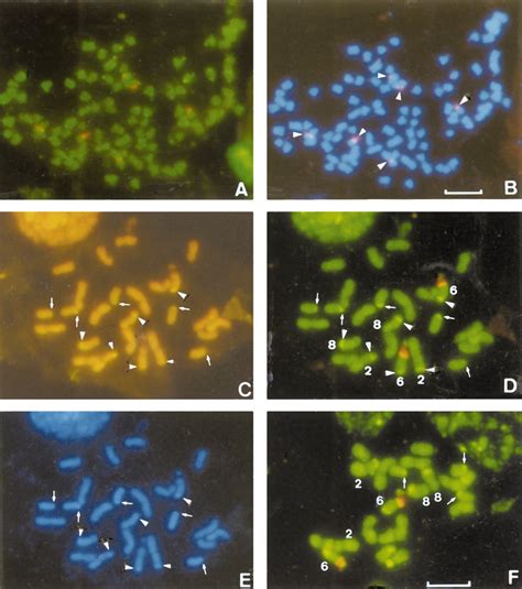 A And B Mitotic Chromosomes Of Tripsacum Dactyloides 2n 72 C F