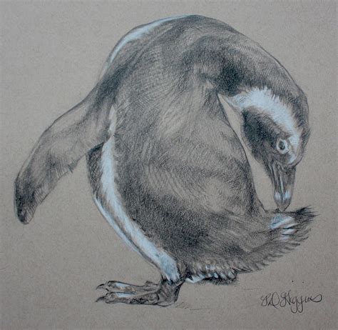 Penguin Sketch Drawing By Derrick Higgins Fine Art America