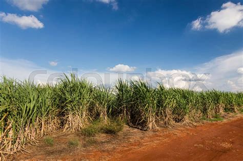 Brazilian Sugar Cane Stock Image Colourbox