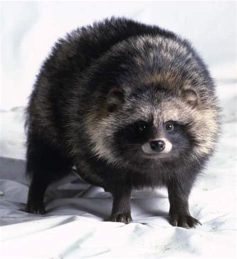 The Tanuki Also Known As The Raccoon Dog Or Japanese Animais