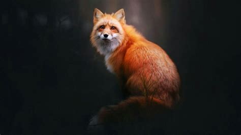 Fox Wallpapers Wallpaper Cave