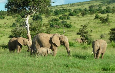 African Elephant Some Fascinating Facts And Pictures