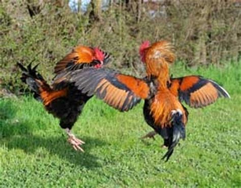 This is not a copy or print or. Can You Keep Roosters Together?