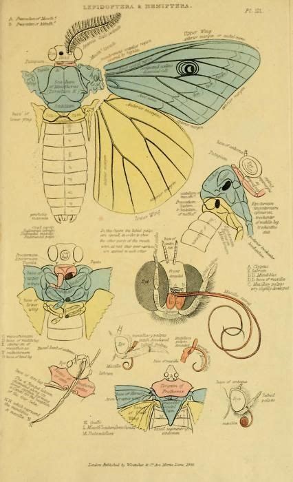 Scientific Illustration Scientific Illustration Insect Anatomy