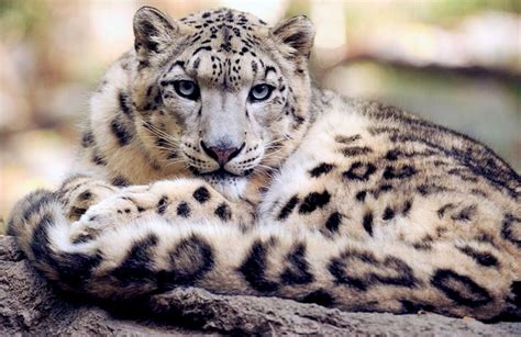 Leopardo De Las Nieves Características Alimentación Reproducción