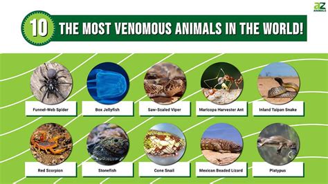 The 10 Most Venomous Animals In The World Home