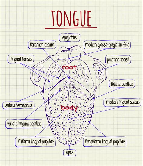 Drawing Of Tongue With Parts Tongue Drawing How To Draw A Tongue Step