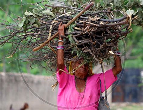 image of indian woman carry home branches and twigs to use as fire wood when cooking in