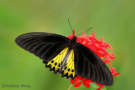 Butterflies Of Singapore Life History Of The Common Birdwing