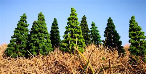 N Ho Oo And O Scale Model Pine Trees