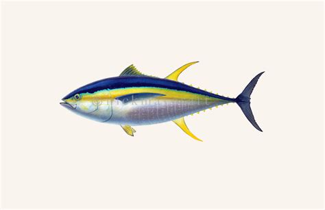 Yellowfin Tuna Nick Mayer Art