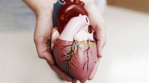 Mengenal Ciri Ciri Otot Jantung Struktur Dan Fungsinya