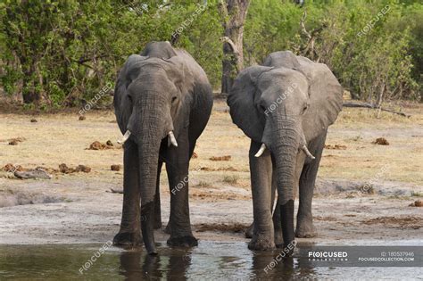 Two Elephants Drinking From River Khwai Concession Okavango Delta