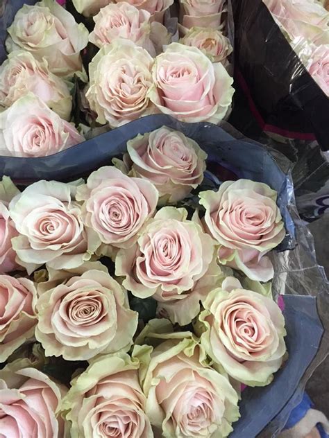 Rose Pink Mondial Opens Nicely Flower Names Pinterest