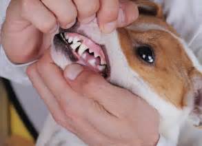 Mouth Inflammation And Ulcers Chronic In Dogs Pet Friendly Sites