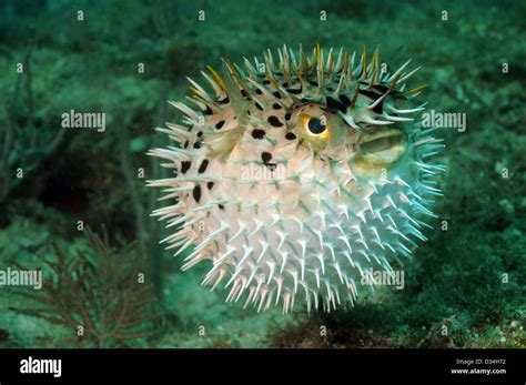 Blowfish Or Puffer Fish Underwater In Ocean Stock Photo Alamy