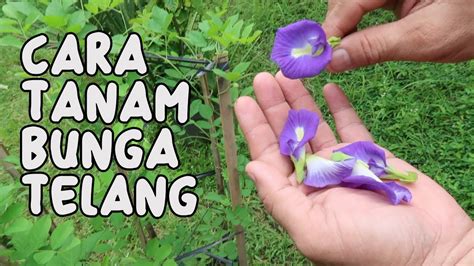 Check out our bunga telang selection for the very best in unique or custom, handmade pieces from our other greenery shops. CARA MENANAM BUNGA TELANG (BUTTERFLY PEA) - YouTube
