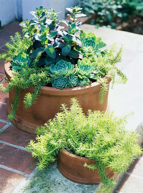Container Gardens For The Midwest Growing Succulents Succulents In