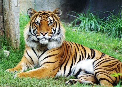 Malayan Tiger Facts Habitat Diet Population Pictures