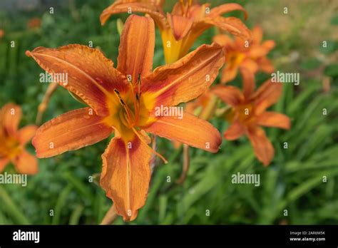 Orange Lily After Rain Stock Photo Alamy