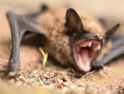 Should You Be Scared Of Bats This Halloween Csiroscope