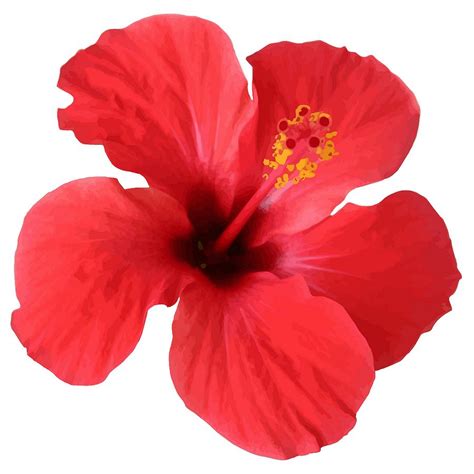 Scarlet Hibiscus Tropical Flower Digital Art By Taiche Acrylic Art Pixels