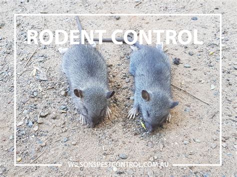 The incidence of, or potential for, termite damage to homes has not been accurately determined, but both government and the building industry. Pest Control Sydney | Castle Hill | Blacktown