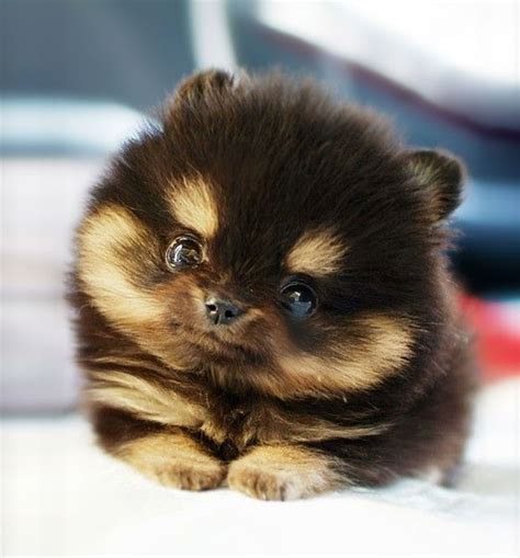 Word for confusing one emotion for another. The Cutest Puppy In The World | Bored Panda