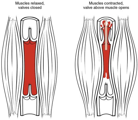 20.2 Blood Flow, Blood Pressure, and Resistance – Anatomy & Physiology