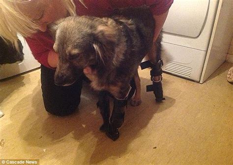 Update Glory The One Legged Dog Gets Three Prosthetic