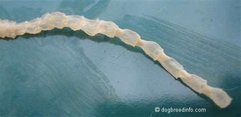 Tapeworm Pictures