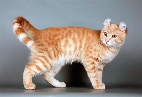 Red Spotted Tabby Pretty Cats Gorgeous Cats Beautiful Cats