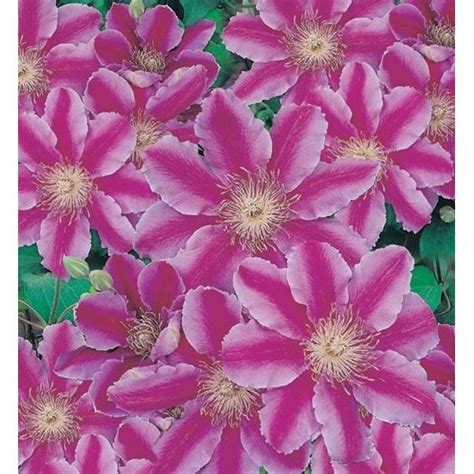 Maybe you would like to learn more about one of these? Clematis 'Dr. Ruppel' - Windlestone Nursery & Garden ...