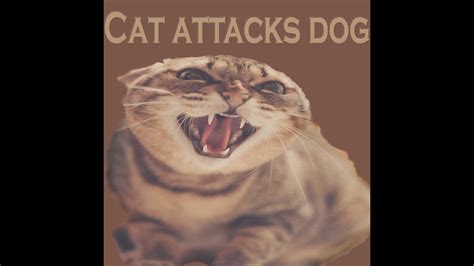 Cat Attacks Dog Cat Attacks Dog Walker Cat Attacks Youtube