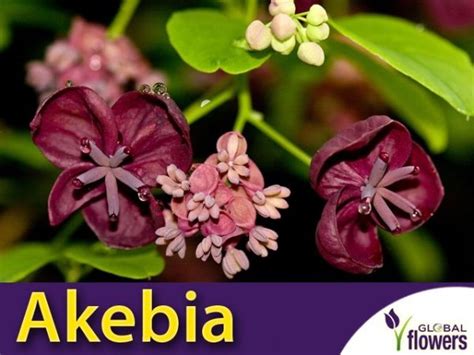 Akebia Trójlistkowa (Akebia trifoliata) Piękne czekoladowe pnącze