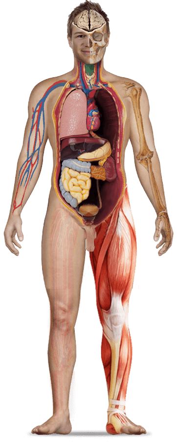 Anatomia Omului Organe Interne Imagini