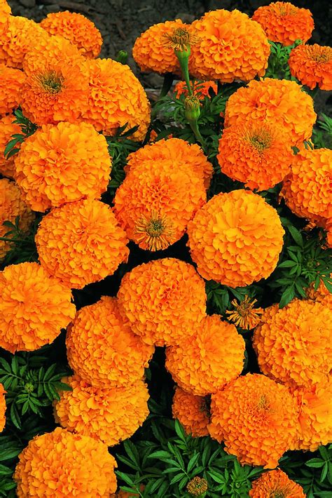 Marigold Flower Orange Flowers Plants