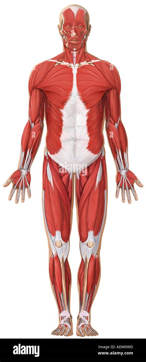 Anatomy Of The Muscular System Anterior View Stock Photo 7711132 Alamy