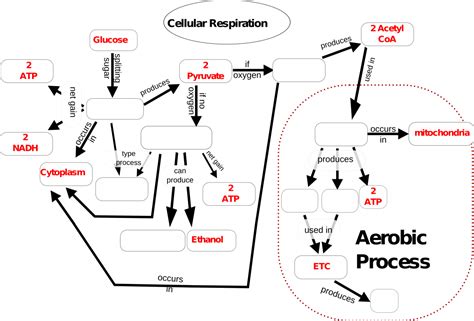 Cell Respiration Concept General Biology At Bcc