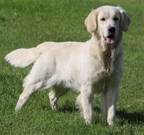 To approved breeders, breeding rights are an extra $1,000.00. English Cream | English Golden Retriever Puppies Carson ...