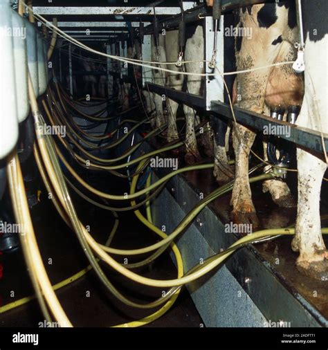 Milking Dairy Cows Friesian Cows Bos Taurus Being Milked In A