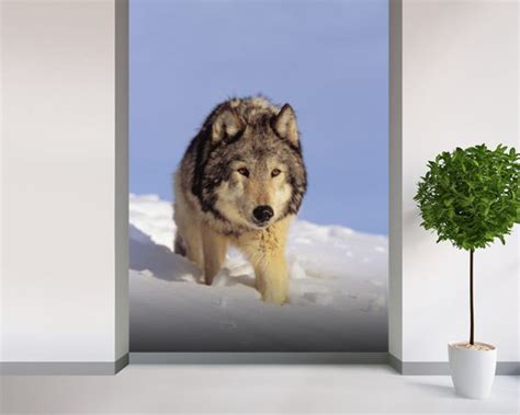 Gray Wolf Stalking Prey In Deep Winter Snow Wall Mural And Gray Wolf